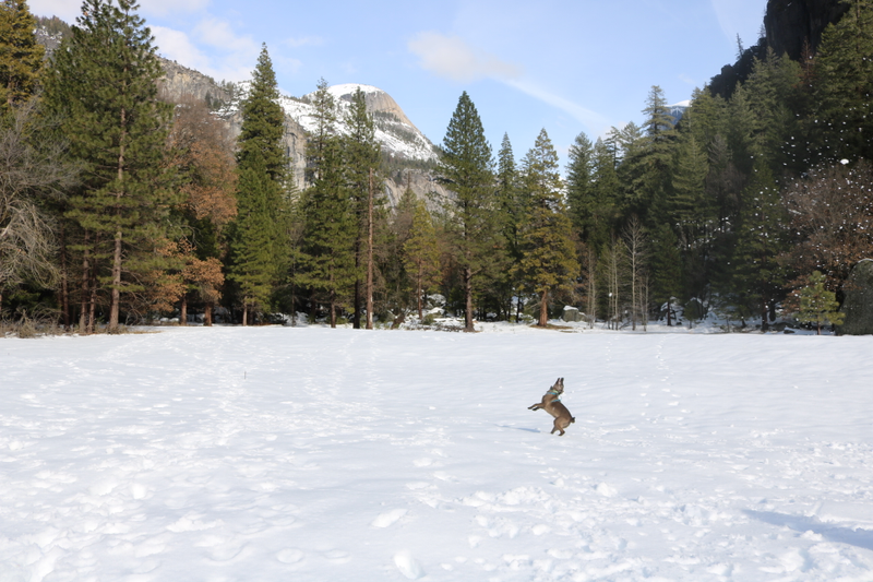 Illustration for article titled A family day with Toby in Yosemite